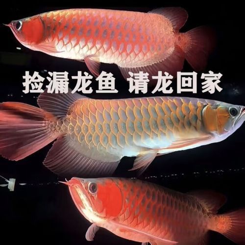 2-3cm龍魚苗的價格范圍是多少