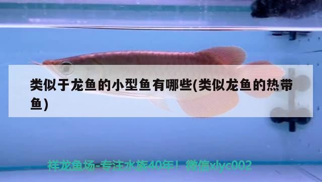 魚缸用增氧泵價格是多少:魚缸增氧機-xtrac增氧機-xtrac增氧機 類似于龍魚的小型魚有哪些(類似龍魚的熱帶魚) 觀賞魚百科 類似于龍魚的小型魚有哪些(類似龍魚的熱帶魚) 類似于龍魚的小型魚有哪些(類似龍魚的熱帶魚) 觀賞魚百科