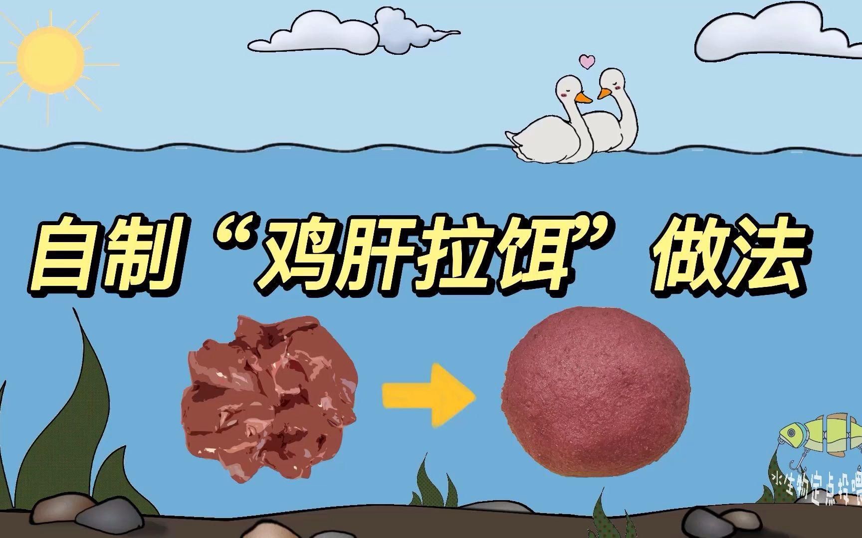 雞肝喂魚多久見效