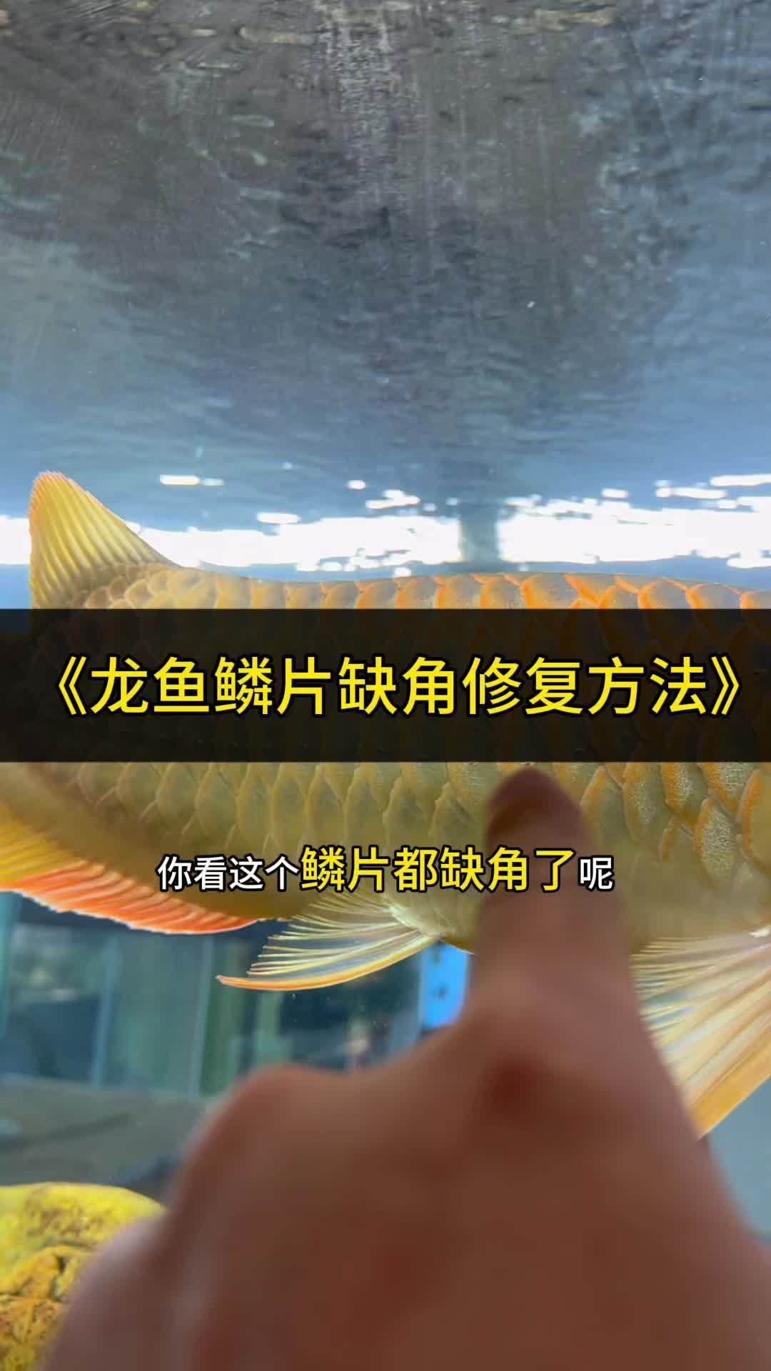 龍魚鱗片缺口如何護理？ 龍魚鱗片缺口如何護理？ 龍魚百科