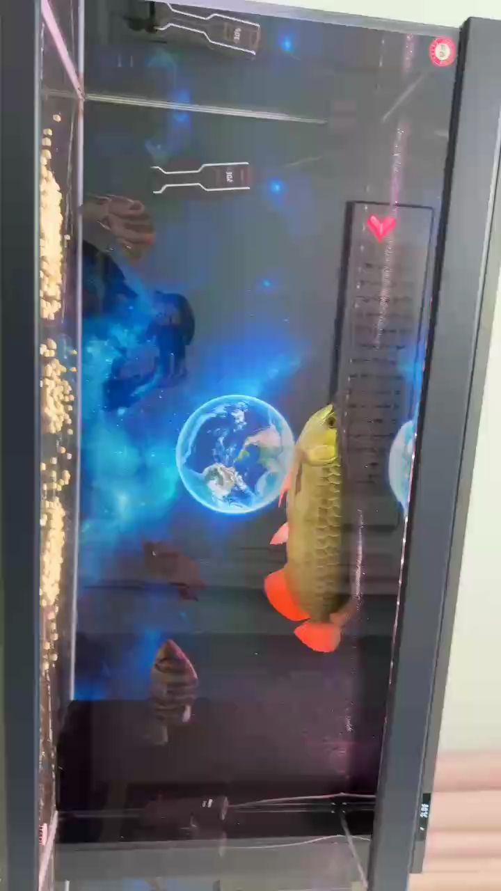 虎魚(yú)有病啦，龍魚(yú)也不太好