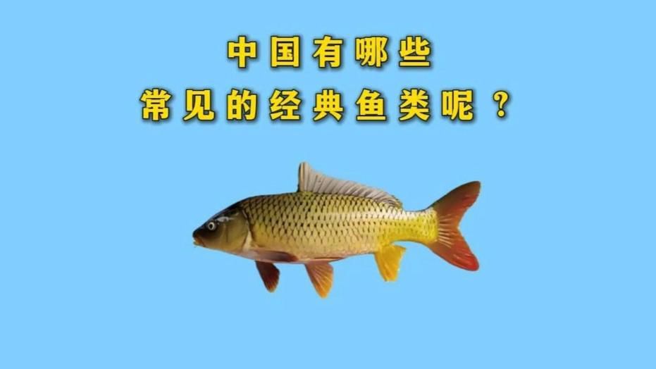 推薦一些魚類秒懂百科的視頻 推薦一些魚類秒懂百科的視頻 龍魚百科