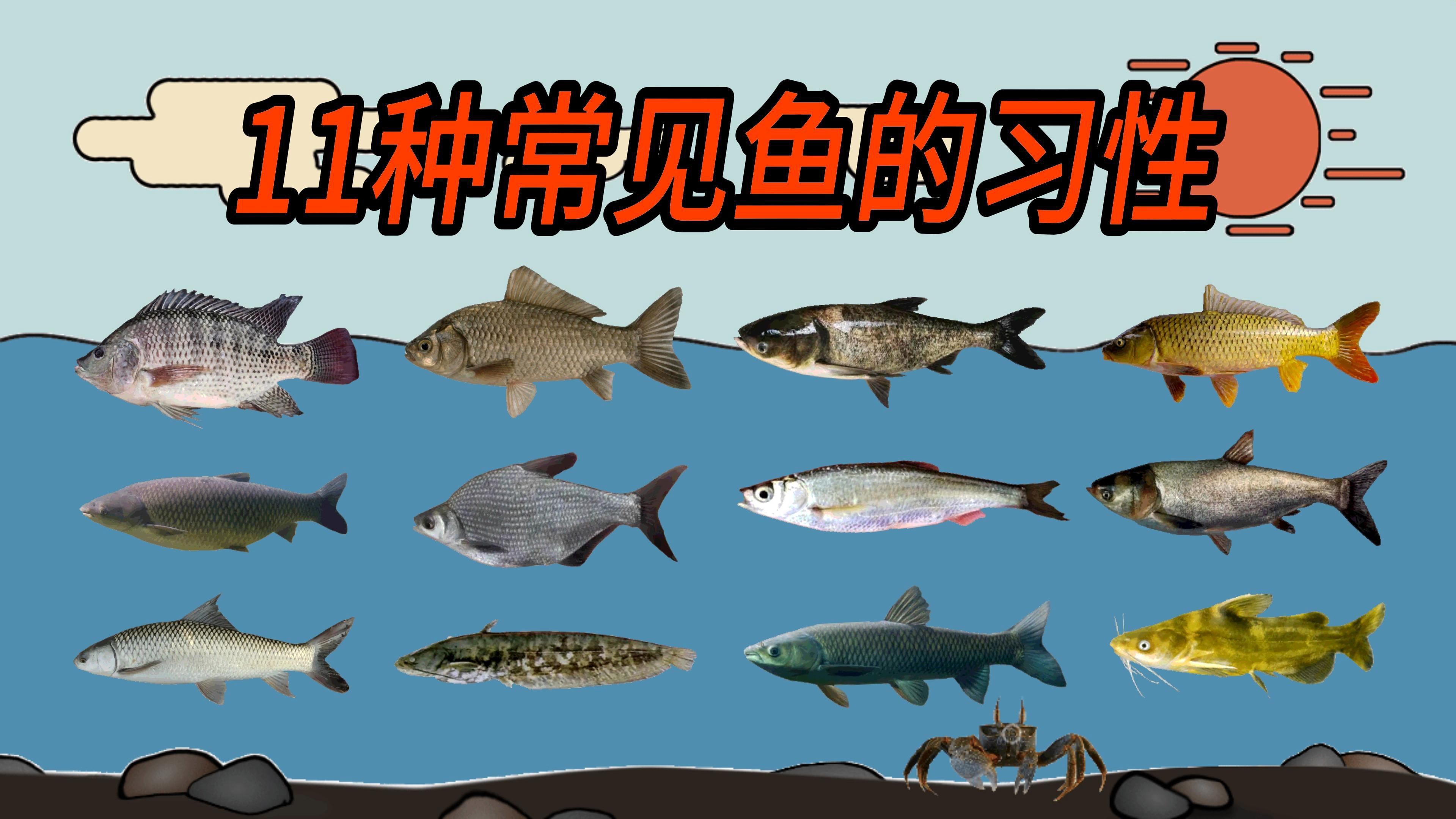 如何判斷新魚是否適應了環境？