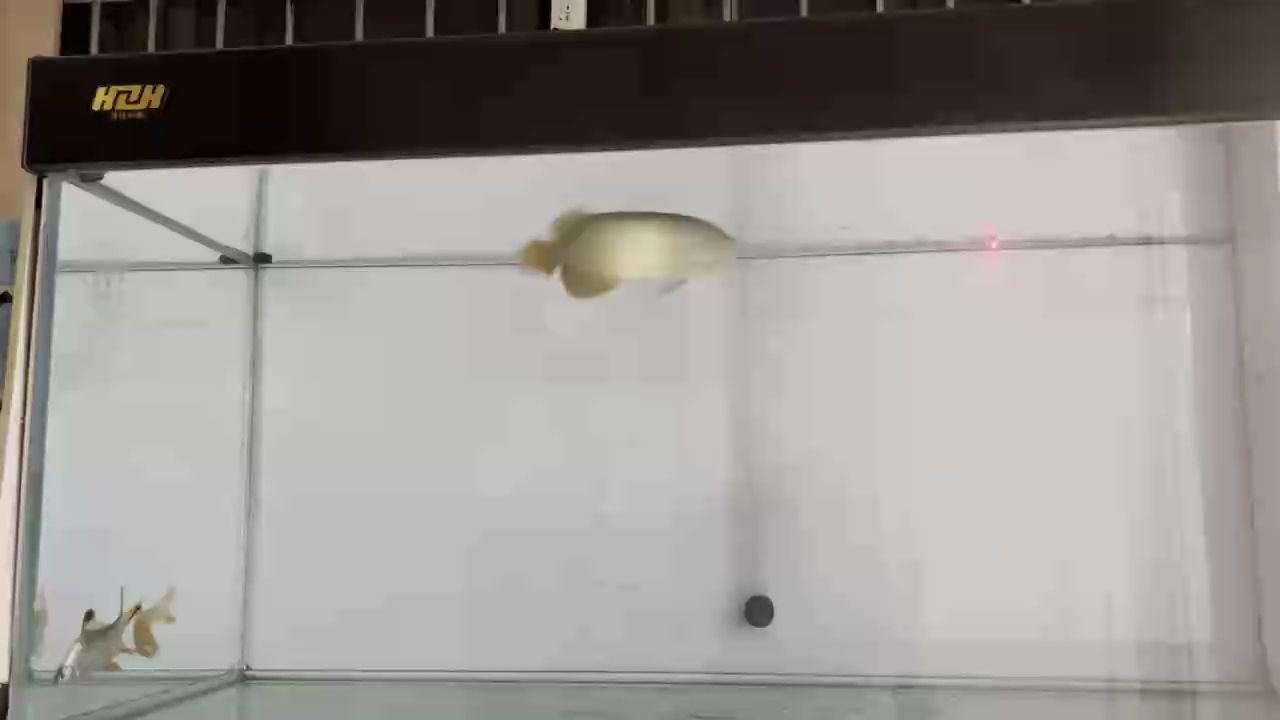逗一下、呵呵