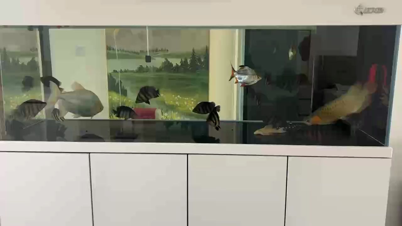 密度 密度 龍魚論壇