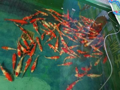3a高背金龍魚:關于3a高背金龍魚的問題 觀賞魚百科 第1張 3a高背金龍魚:關于3a高背金龍魚的問題 3a高背金龍魚:關于3a高背金龍魚的問題 觀賞魚百科 第1張