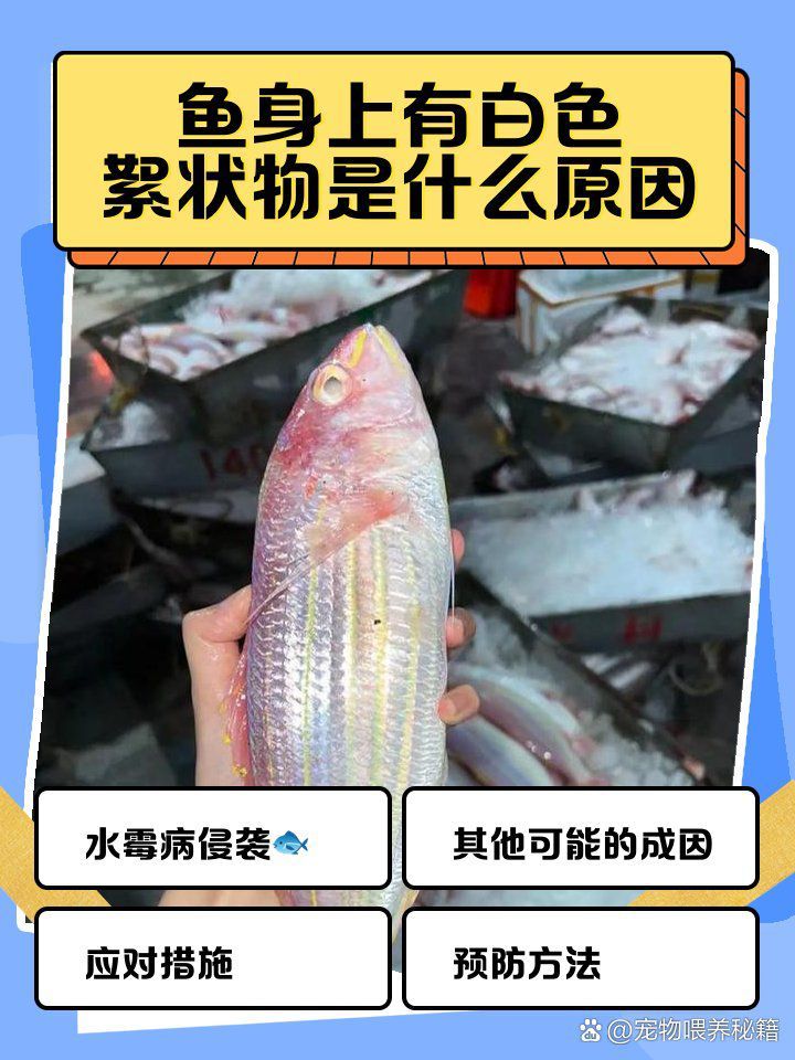 如何判斷魚身上白色絮狀物是否感染？