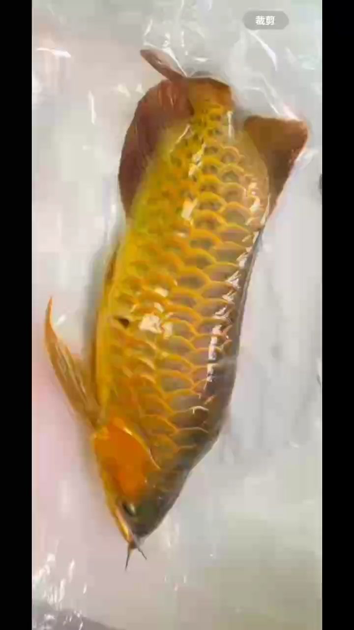 龍魚掉眼怎么辦？可以手術(shù)恢復