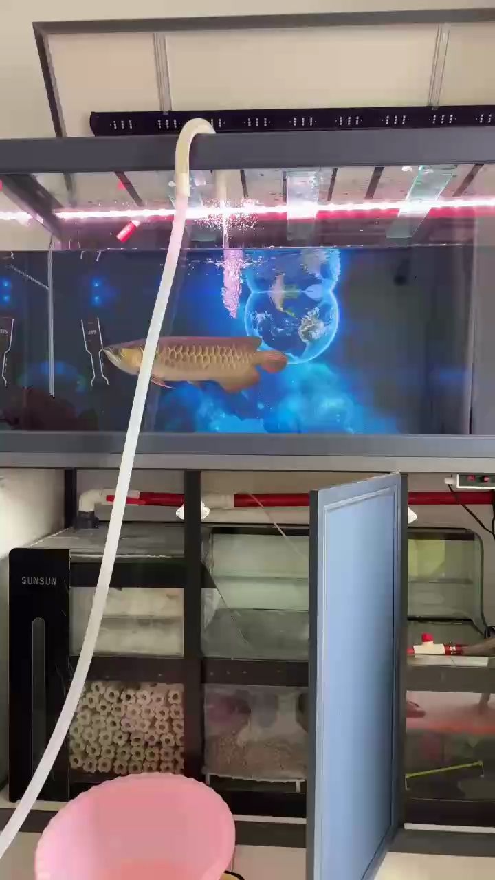 每周固定時(shí)間換水 每周固定時(shí)間換水 龍魚論壇