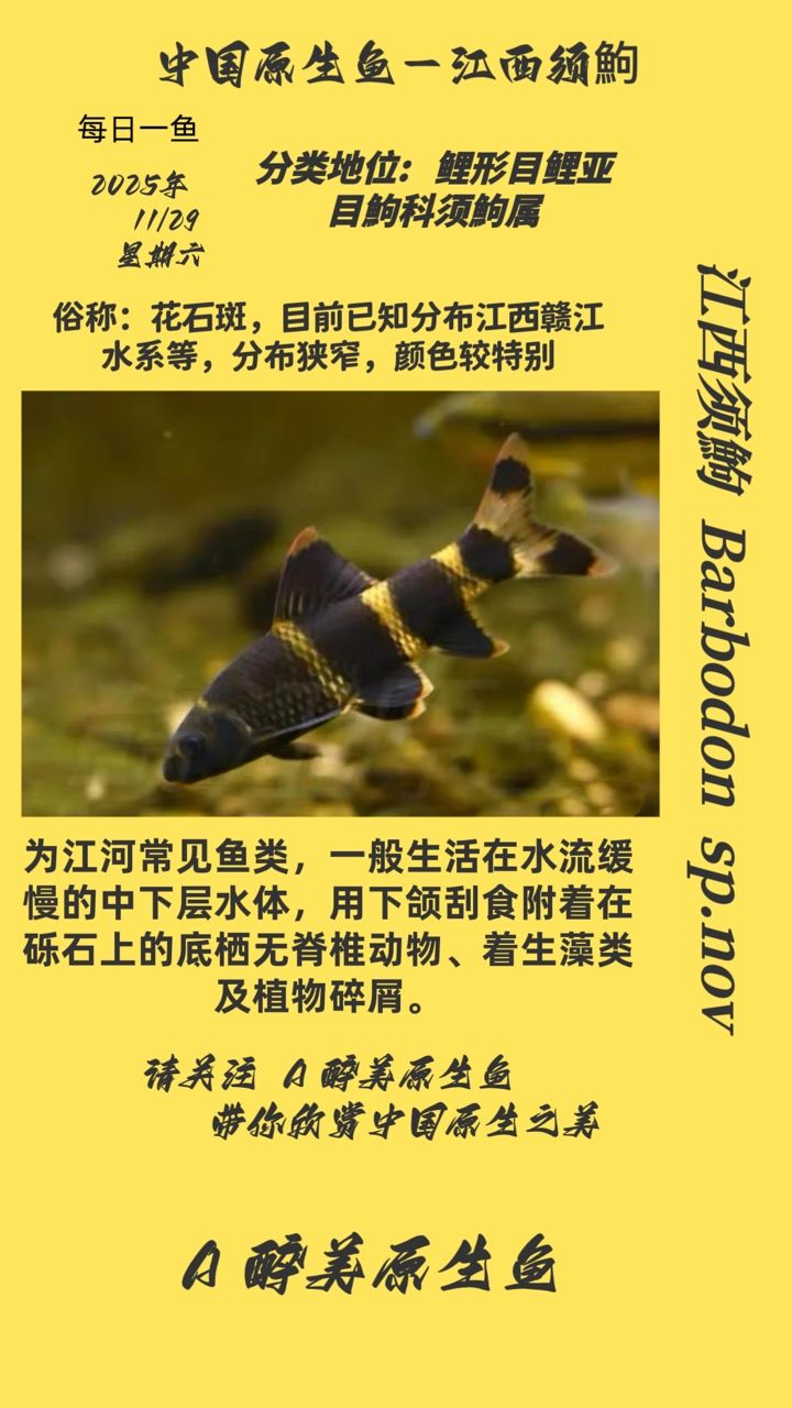 江西須鮈 江西須鮈 龍魚論壇