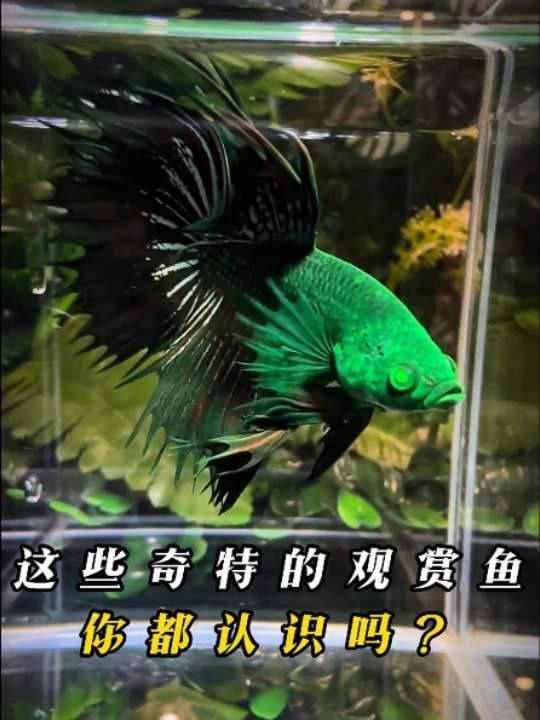 再給我介紹一種觀賞魚