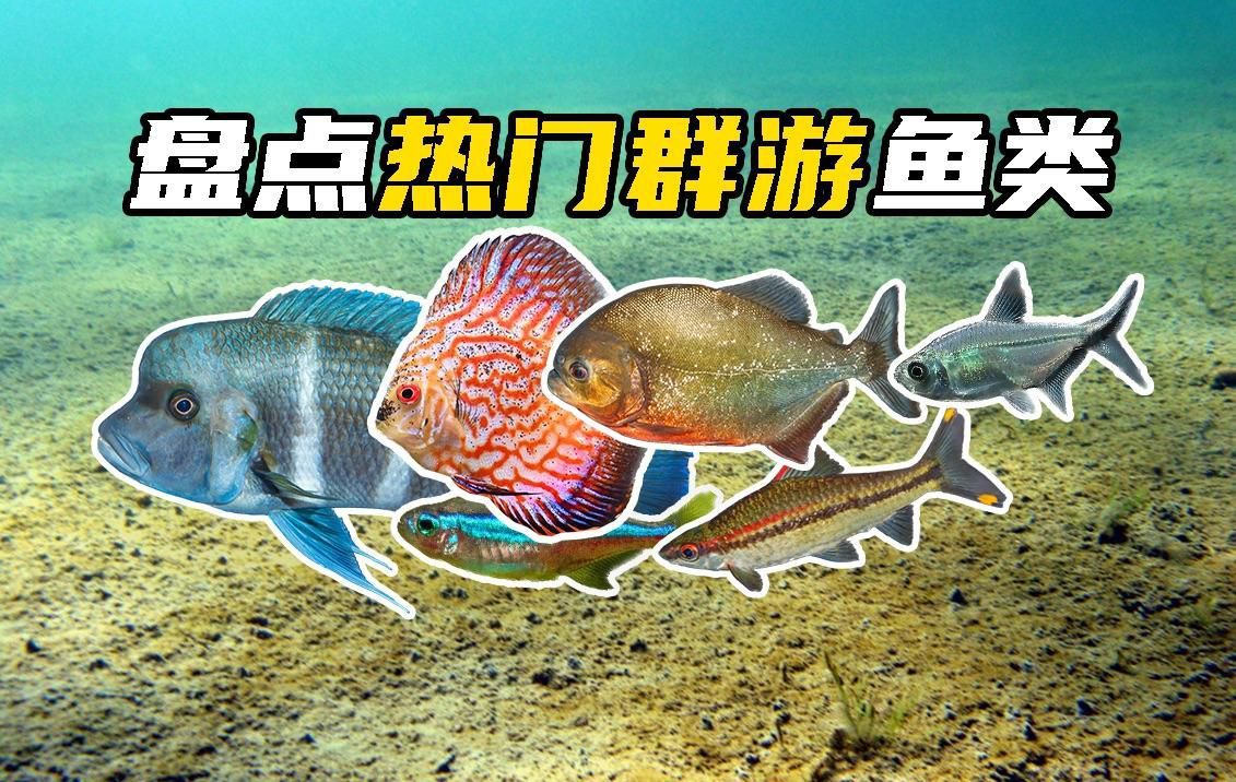 再給我介紹一種觀賞魚