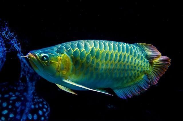 義馬龍魚 義馬龍魚 觀賞魚百科 第7張