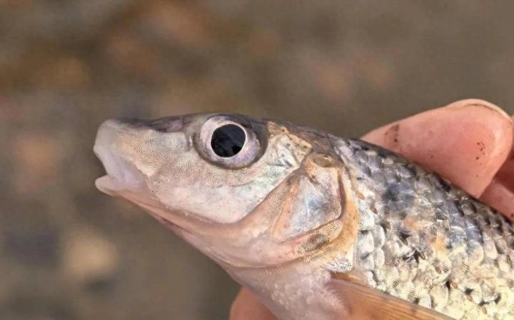 沈陽渾河魚種類 沈陽渾河魚種類 觀賞魚百科 第3張