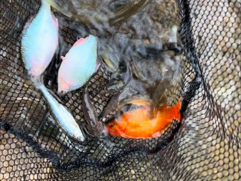 沈陽渾河魚種類 沈陽渾河魚種類 觀賞魚百科 第1張