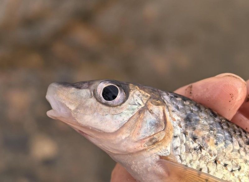 沈陽渾河魚種類 沈陽渾河魚種類 觀賞魚百科 第4張