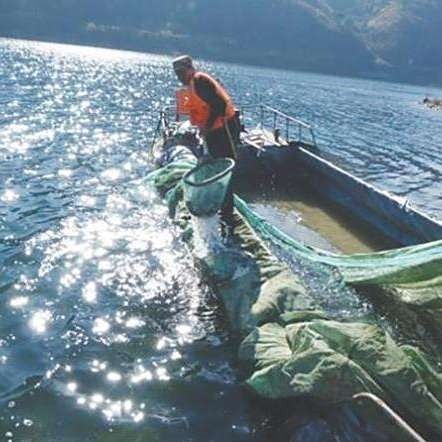 沈陽渾河魚種類 沈陽渾河魚種類 觀賞魚百科 第6張