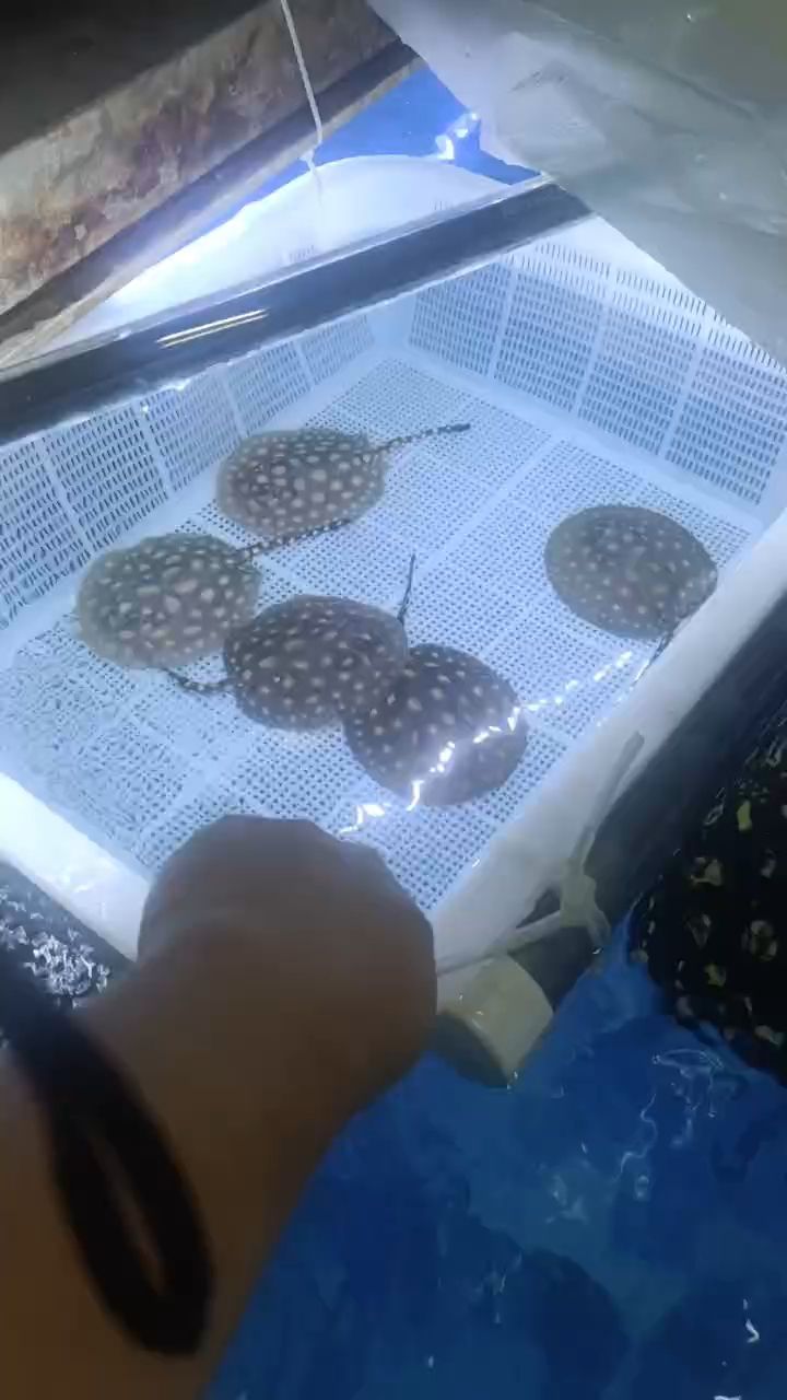 自家繁殖場[baobao][baobao][baobao]