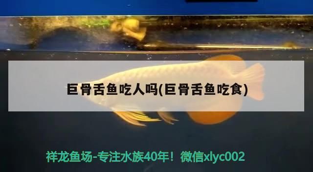 巨骨舌魚吃人嗎(巨骨舌魚吃食)