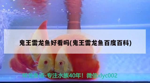 1米長60寬80高的缸下濾缸濾箱60可以養錦鯉么？ 1米長60寬80高的缸下濾缸濾箱60可以養錦鯉么？ 觀賞魚百科 第2張