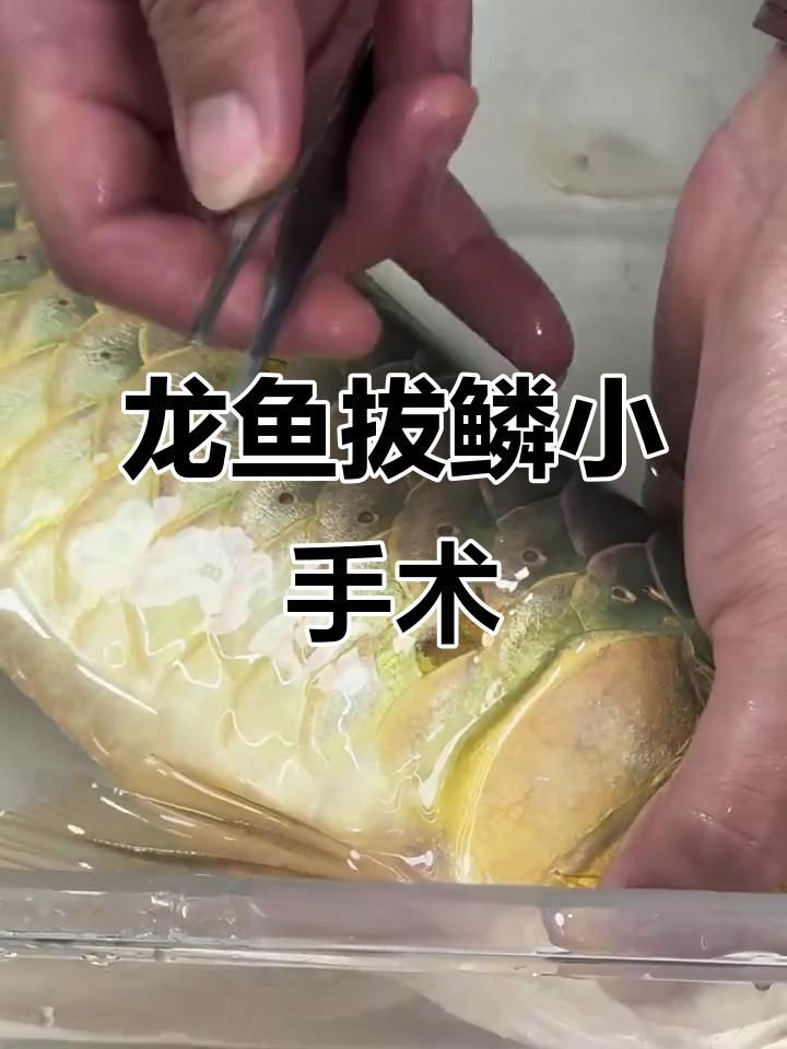 哪種方法處理龍魚鱗片腐蝕最有效？