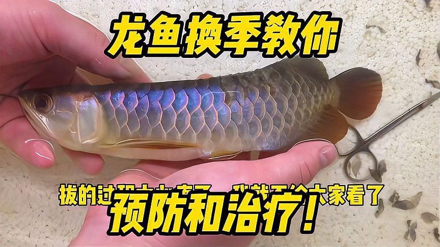 如何預防龍魚霉菌病？