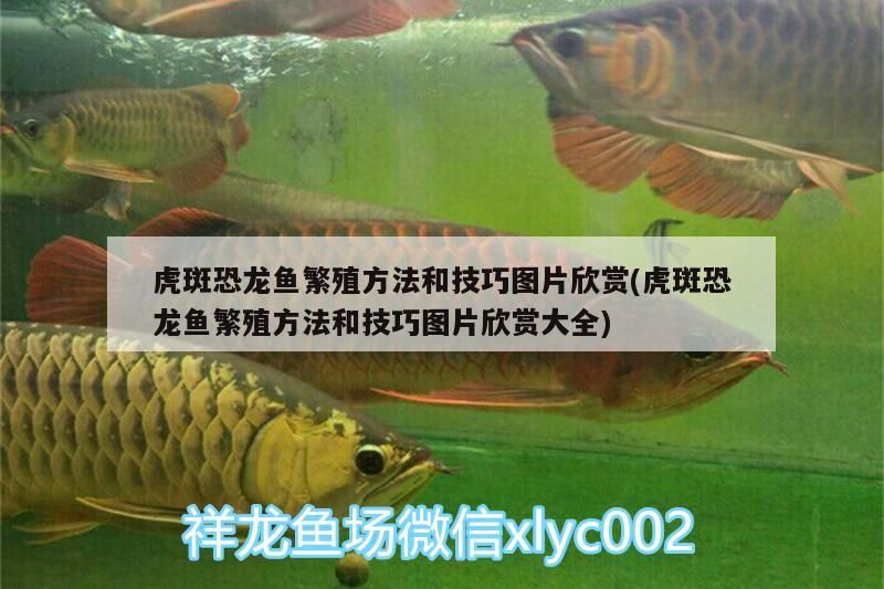 虎斑恐龍魚繁殖方法和技巧圖片欣賞(虎斑恐龍魚繁殖方法和技巧圖片欣賞大全)