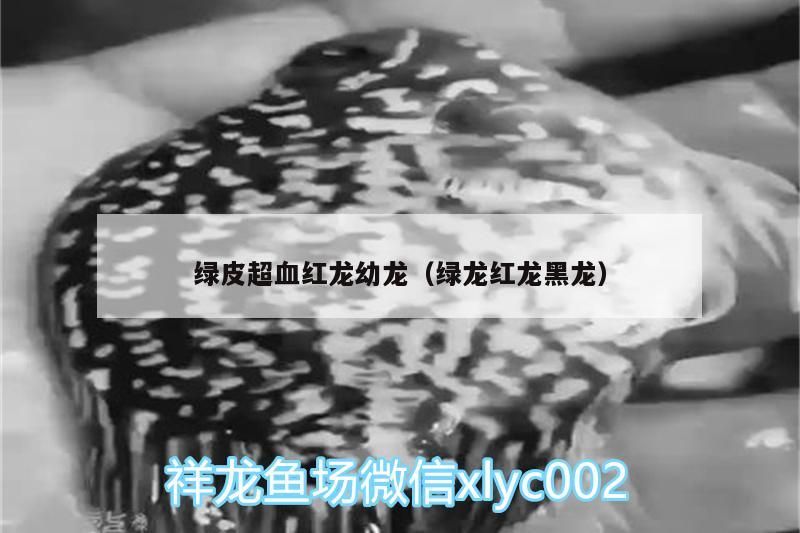 觀賞魚 綠皮超血紅龍幼龍(綠龍紅龍黑龍) 觀賞魚百科 綠皮超血紅龍幼龍(綠龍紅龍黑龍) 綠皮超血紅龍幼龍(綠龍紅龍黑龍) 觀賞魚百科