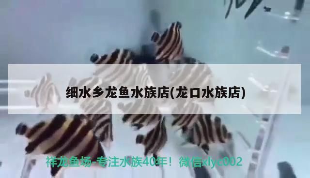 細水鄉龍魚水族店(龍口水族店)