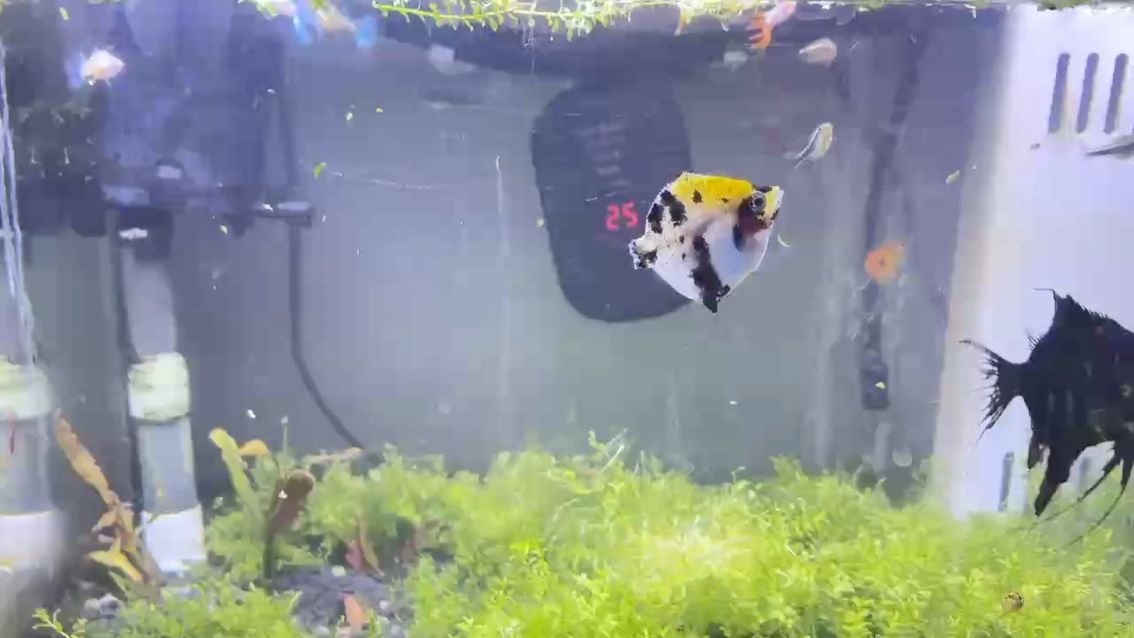 水清了些