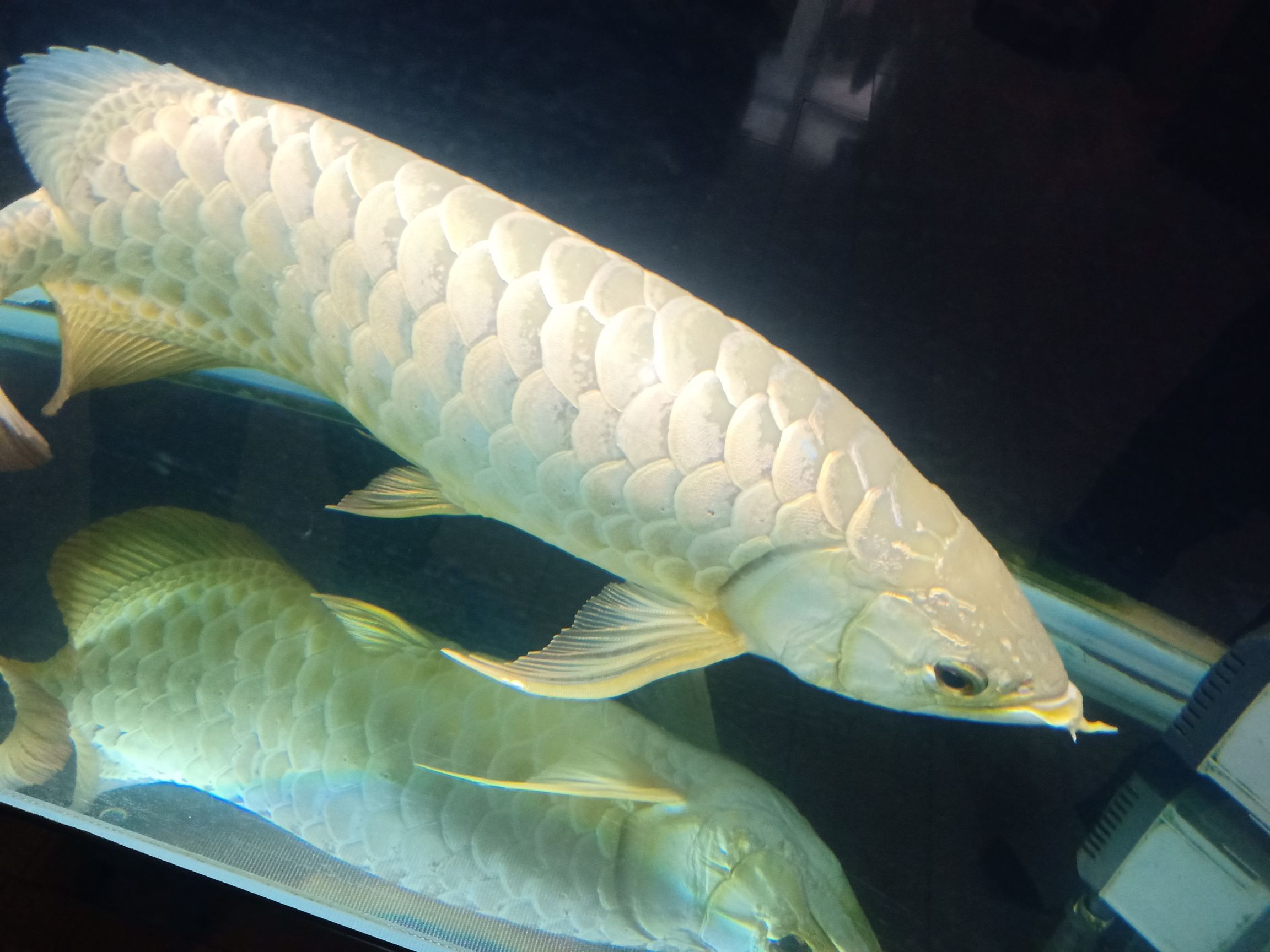 55厘米金龍八年的龍魚須子斷了 55厘米金龍八年的龍魚須子斷了 觀賞魚百科 第1張