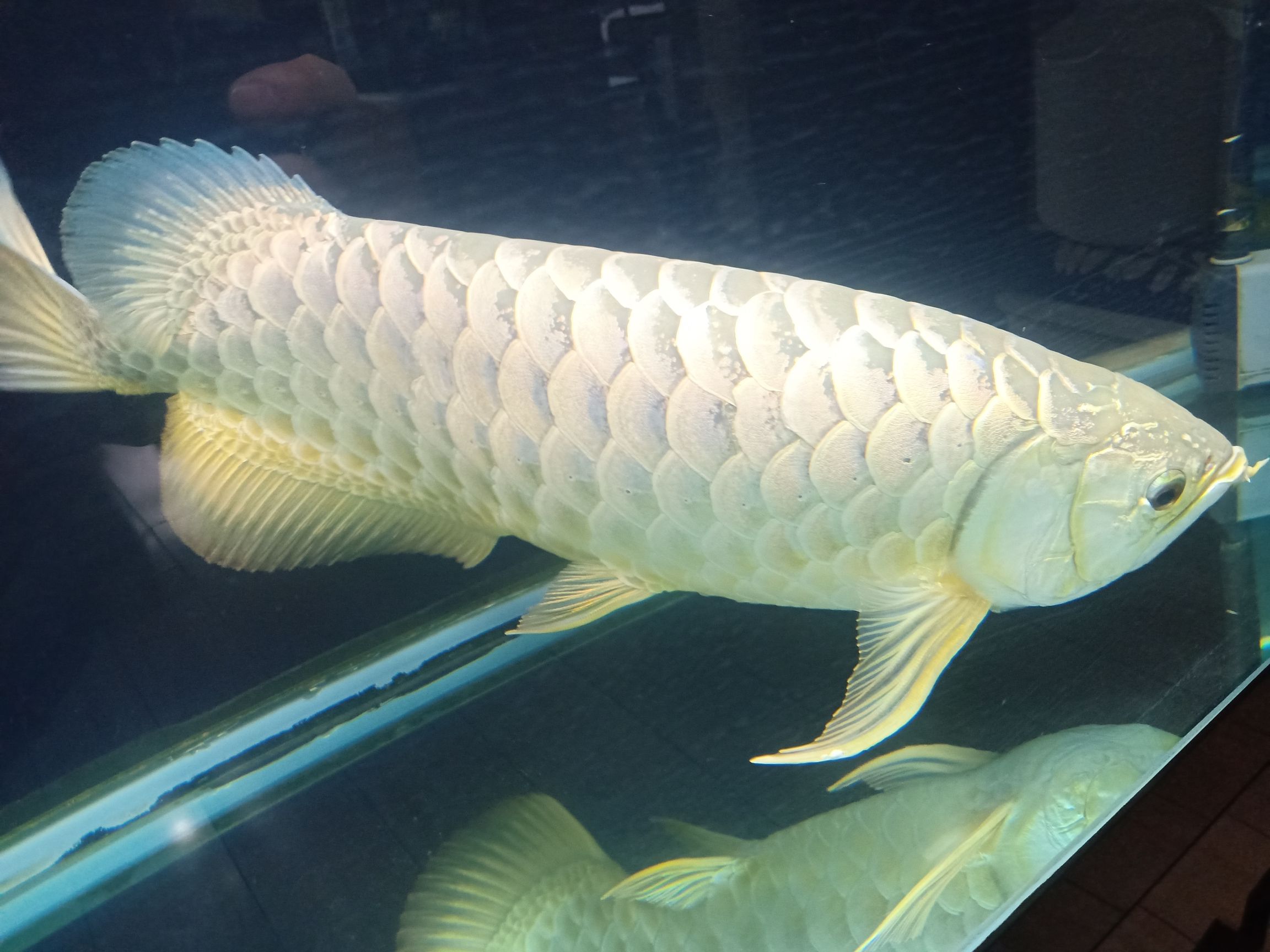55厘米金龍八年的龍魚須子斷了 55厘米金龍八年的龍魚須子斷了 觀賞魚百科 第2張