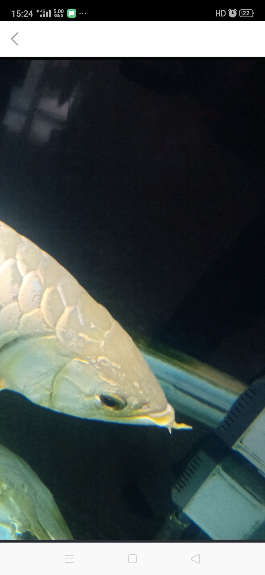 55厘米金龍八年的龍魚須子斷了 55厘米金龍八年的龍魚須子斷了 觀賞魚百科 第3張