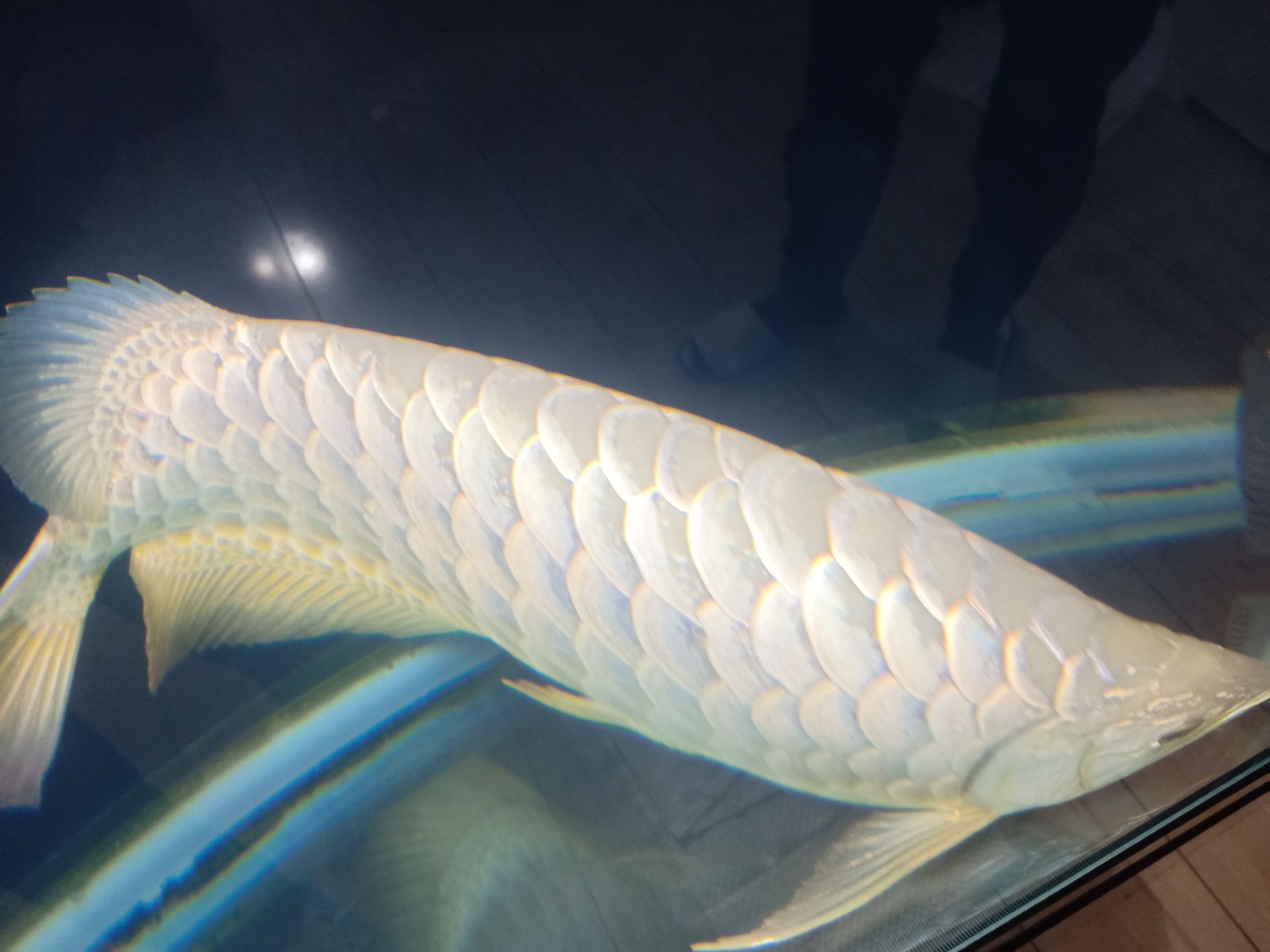 55厘米金龍八年的龍魚須子斷了 55厘米金龍八年的龍魚須子斷了 觀賞魚百科 第5張