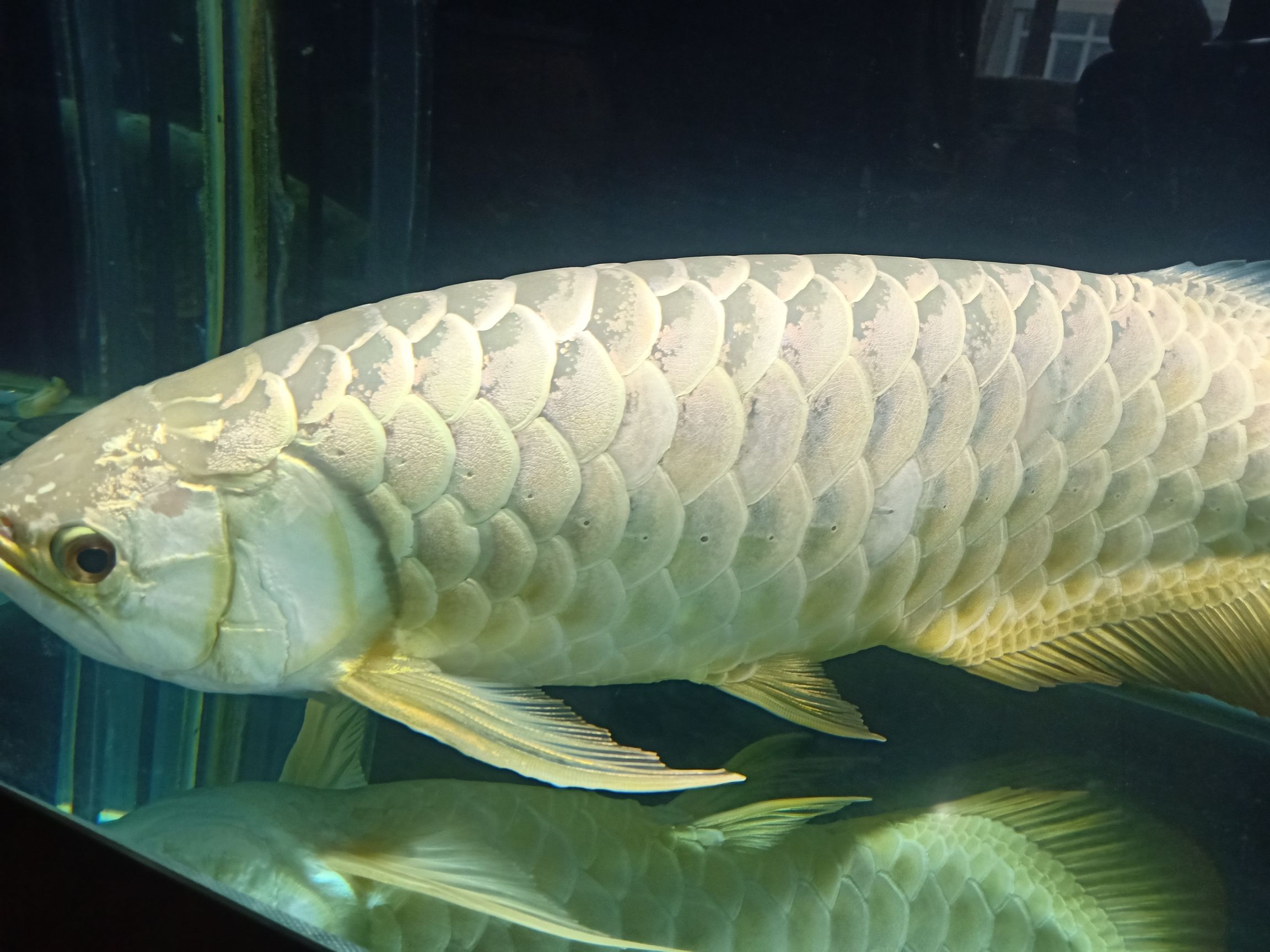 55厘米金龍八年的龍魚須子斷了 55厘米金龍八年的龍魚須子斷了 觀賞魚百科 第6張