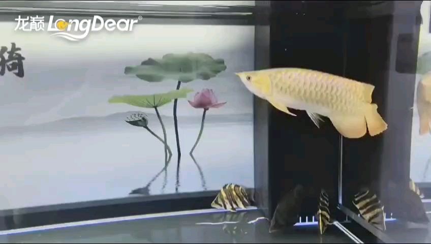 轉發933 轉發933 龍魚論壇