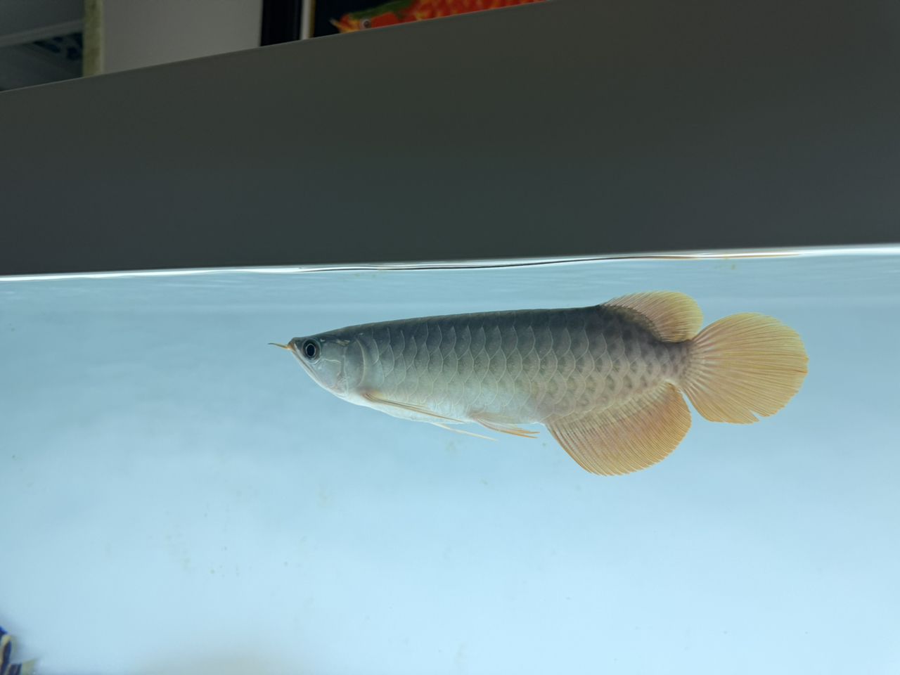 大哥們看看這條魚咋樣啊，買貴了，心里不平衡