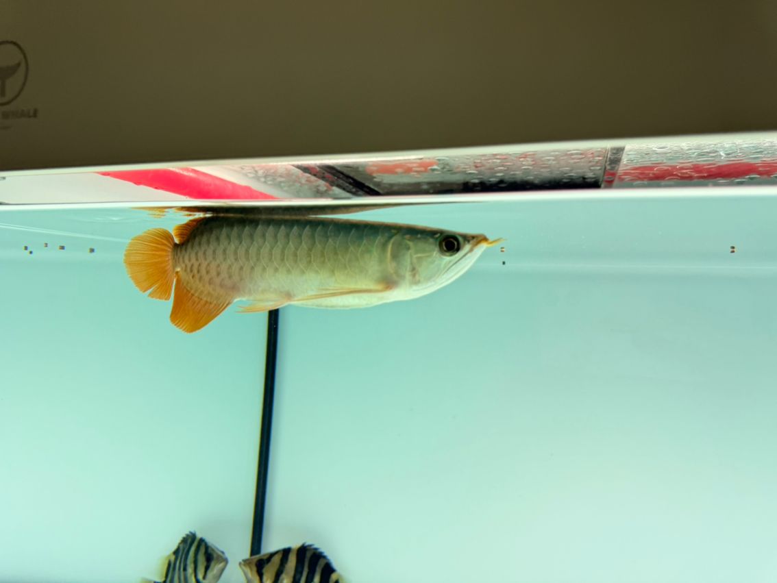 大哥們看看這條魚咋樣啊，買貴了，心里不平衡