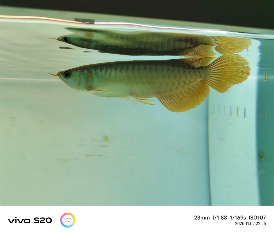 大哥們看看這條魚咋樣啊，買貴了，心里不平衡