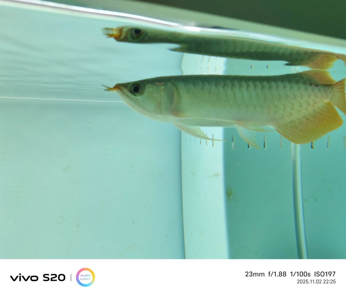 大哥們看看這條魚咋樣啊，買貴了，心里不平衡