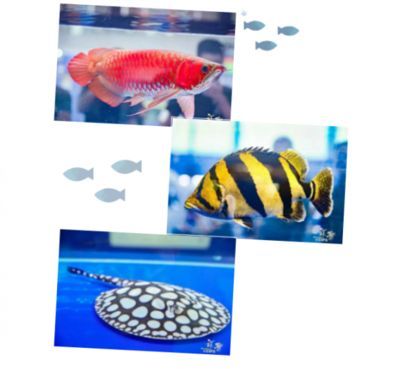 紅龍魚的發色過程圖解（紅龍魚從幼魚到成魚期間顏色變化的詳細過程圖解）