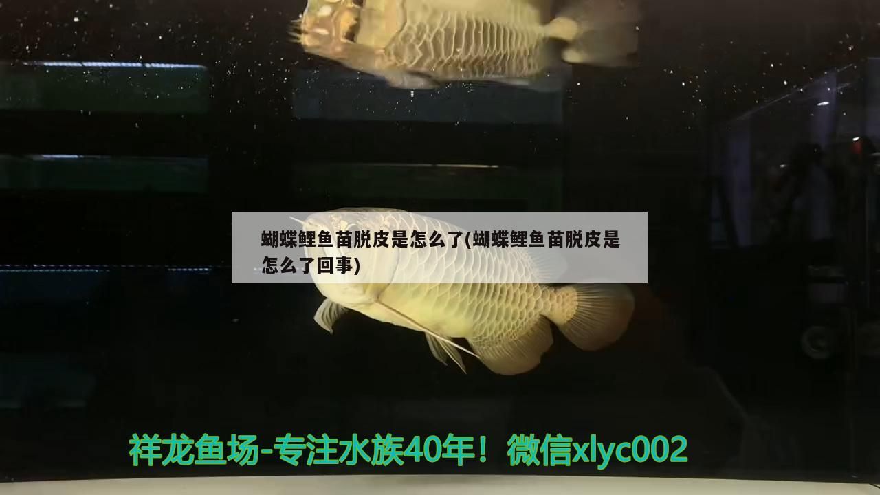 蝴蝶鯉魚苗脫皮是怎么了(蝴蝶鯉魚苗脫皮是怎么了回事)