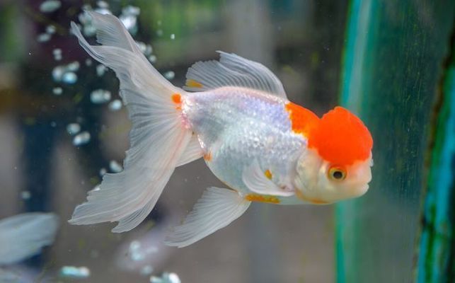 龍魚不開燈會掉眼嗎怎么回事兒（龍魚不開燈會掉眼嗎？）