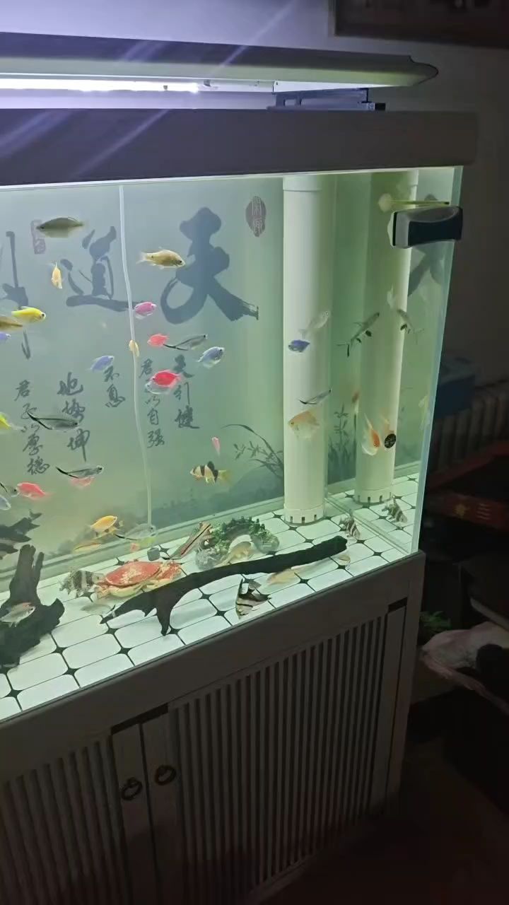 人生如茶，品過才知濃淡！ 人生如茶，品過才知濃淡！ 龍魚論壇