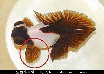 金龍魚性別鑒別方法探究，金龍魚公母鑒別方法