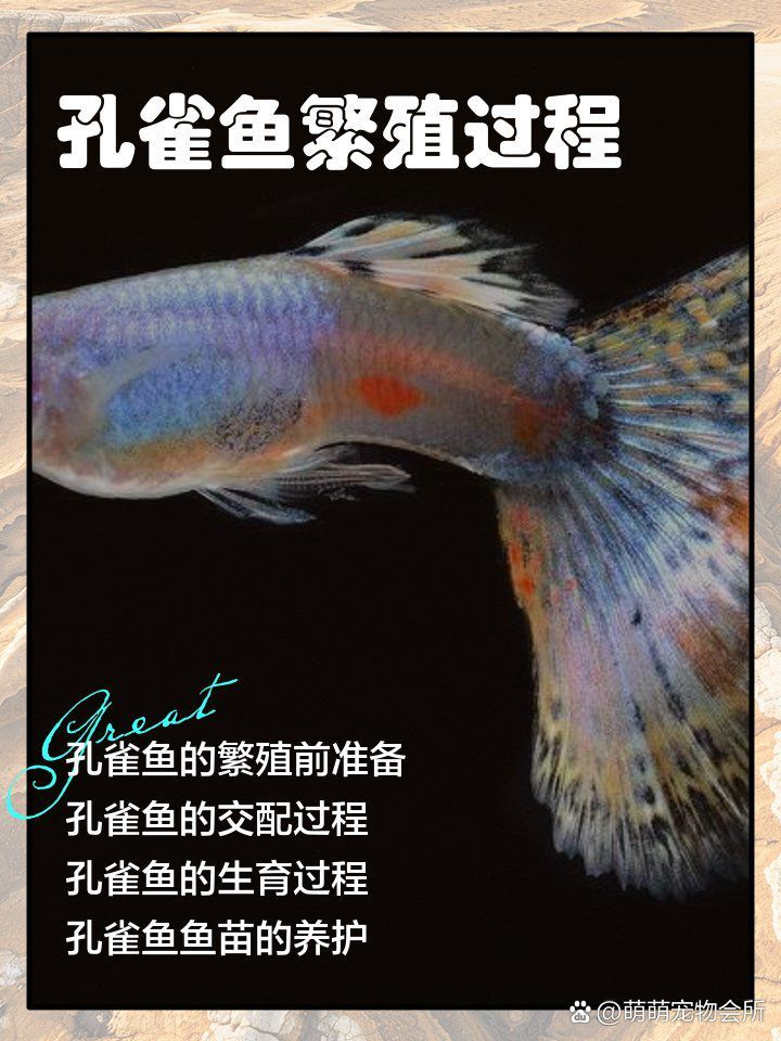 龍鱗孔雀魚的繁殖過程是怎樣的？