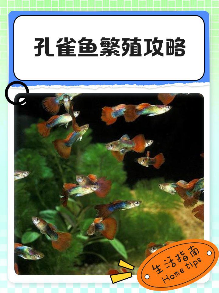 龍鱗孔雀魚的繁殖過程是怎樣的？