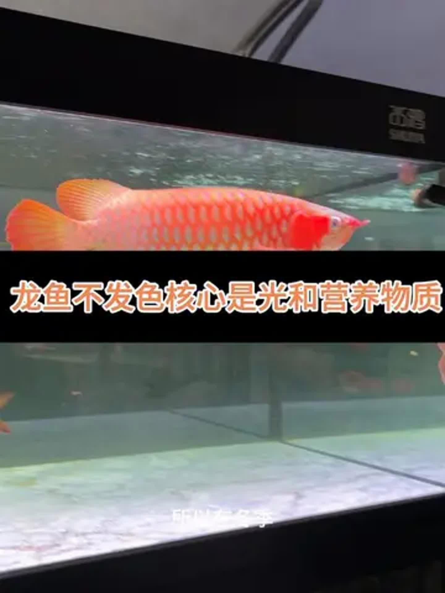 哪種營養劑對龍魚鱗片修復最有效？