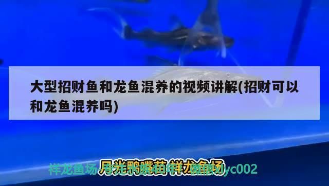 北京回收龍魚的地方在哪 北京龍魚市場