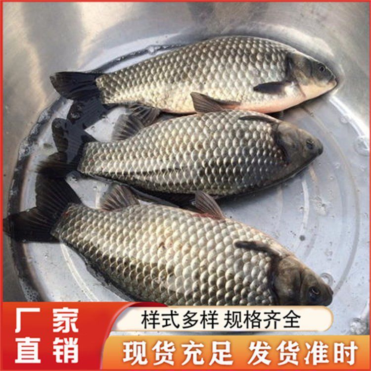 有哪些容易養的觀賞魚推薦？